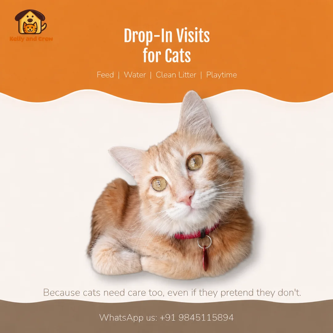 A post for drop-in visits for cats: feed, water, clean litter, playtime