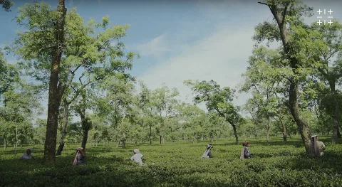  Steeped in Science: How Alt Carbon Made Darjeeling an Unlikely Climate Lab